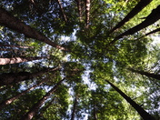 Muir Woods National Monument