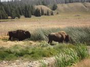 Yellowstone National Park