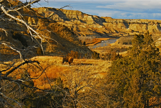 Theodore Roosevelt National Park
