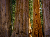 Sequoia NP