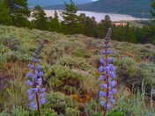 Pike-San Isabel National Forests