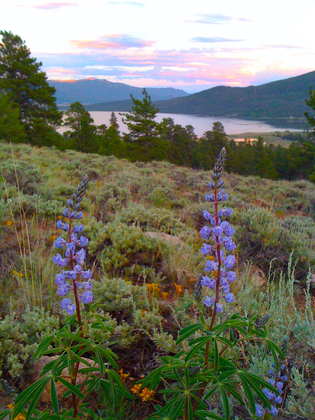 Pike-San Isabel National Forests