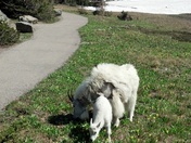 glacier national park