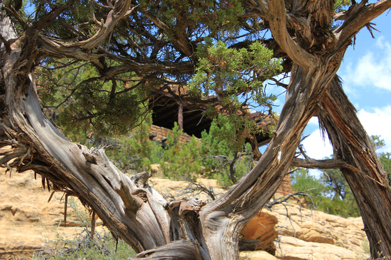 Mesa Verde
