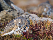 Mount Evans Recreation Area