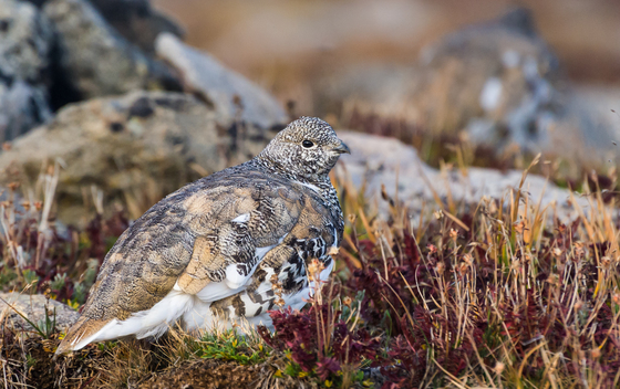 Mount Evans Recreation Area
