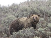 grand teton national park