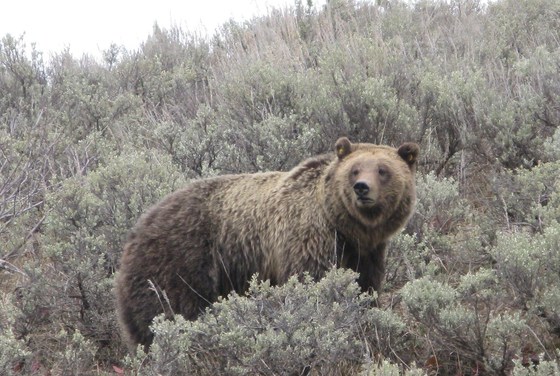 grand teton national park