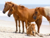 Assateague National Park