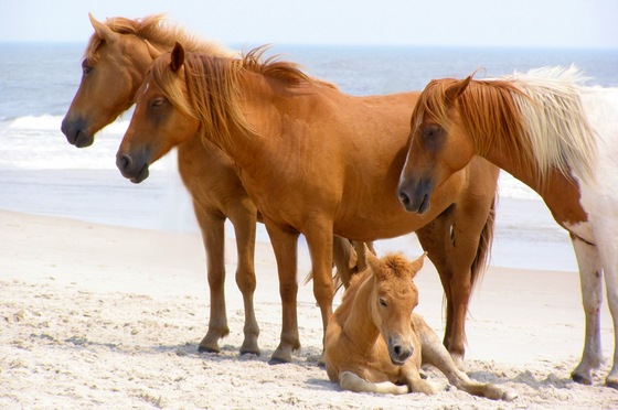 Assateague National Park