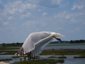 assateague island national seashore