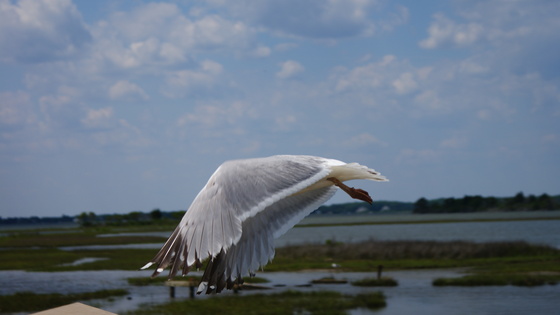 assateague island national seashore