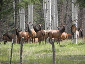 Carson Nation forest