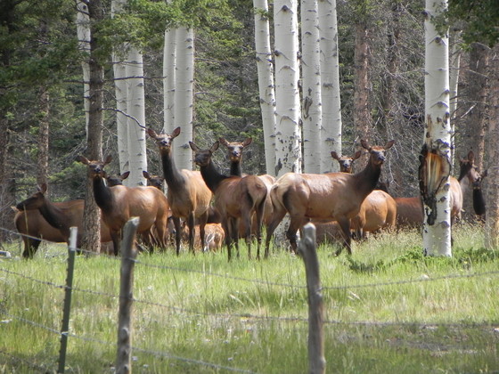 Carson Nation forest