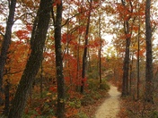Daniel Boone National Forest