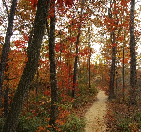 Daniel Boone National Forest