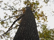 Daniel Boone National Forest