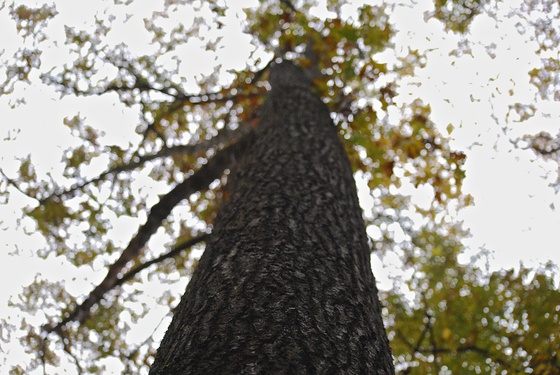 Daniel Boone National Forest