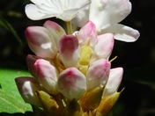 Great Smoky Mountain National Park