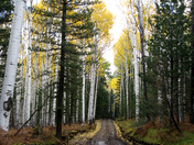 Coconino National Forest