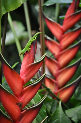 Hawaii Volcanoes National Park