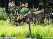 Yellowstone National Park