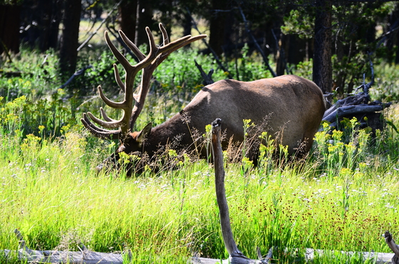 Yellowstone National Park