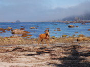 Olympic National Park