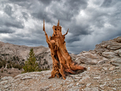 Ancient Bristlecone Pine Forest/Inyo National Forest
