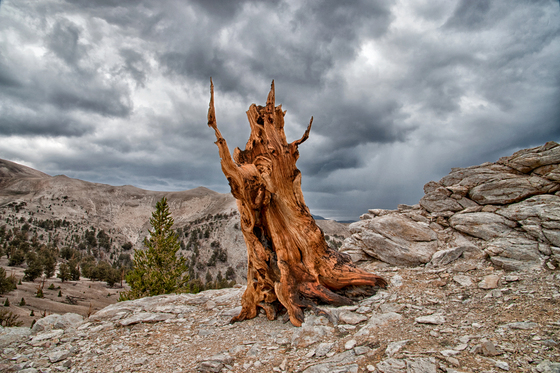 Ancient Bristlecone Pine Forest/Inyo National Forest