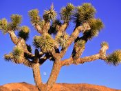 Joshua Tree National Park
