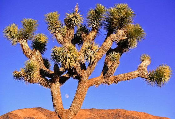 Joshua Tree National Park