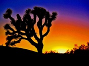 Joshua Tree National Park