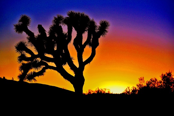 Joshua Tree National Park