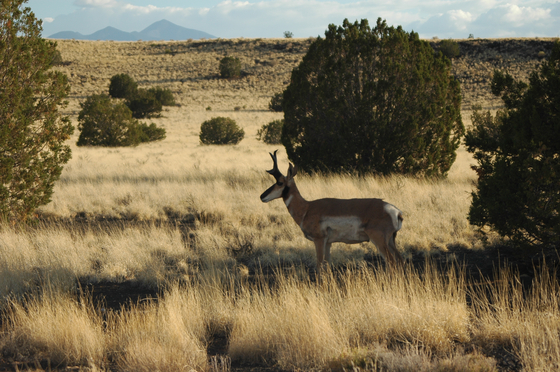 Wupatki National Monument