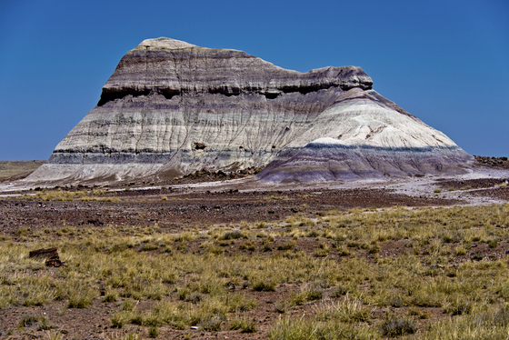 Petrified Forest National Park