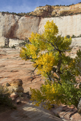 Zion National Park