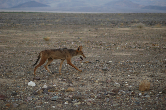Death Valley National Park