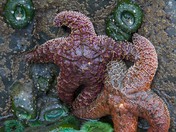 Olympic National Park