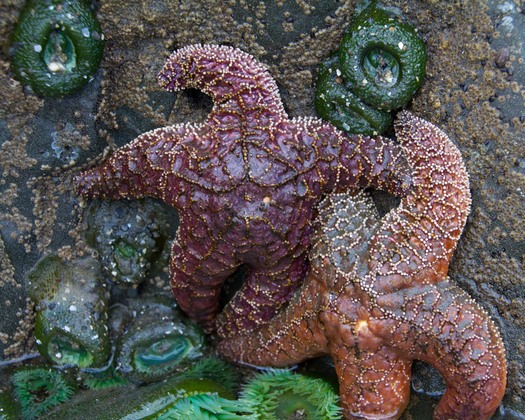 Olympic National Park
