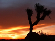 Joshua Tree National Park