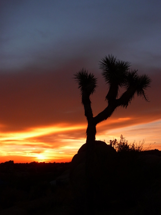 Joshua Tree National Park