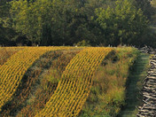 Antietam National Military Park