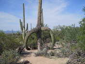 saugaro national park