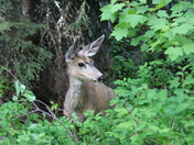 Glacier National Park