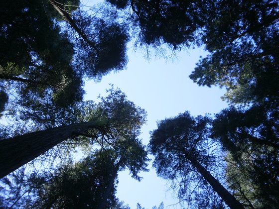 Yosemite NP