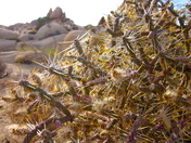 Joshua Tree National Park