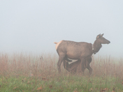 Great Smoky Mountain National Park
