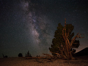 Ancient Bristlecone Pine Forest