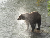 Katmai Nat'l. Park & Preserve